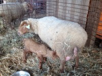 Ewe w:Lamb Nursing1