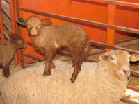 Young Tunis lamb standing on ewe’s back 