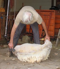 Shearing wool from a Tunis ewe at Leard family farm 