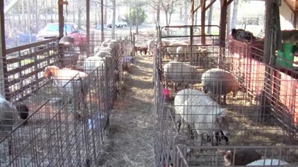 lambing_barn_01feb13-2