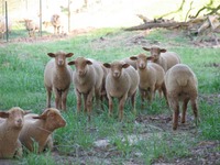 Tunis market lambs on pasture at Leard family farm 