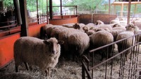 Tun Ewes PreShear1