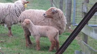 Tunis Ewe with her Texel lamb 
