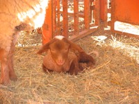 Tunis lamb sleeping next to ewe 