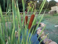 Cattails in Karen Leard’s water garden 