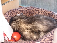 Opposum Cat Bed1